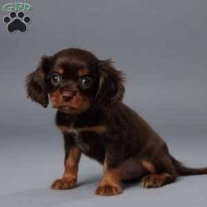 Oscar, Cavalier King Charles Spaniel Puppy